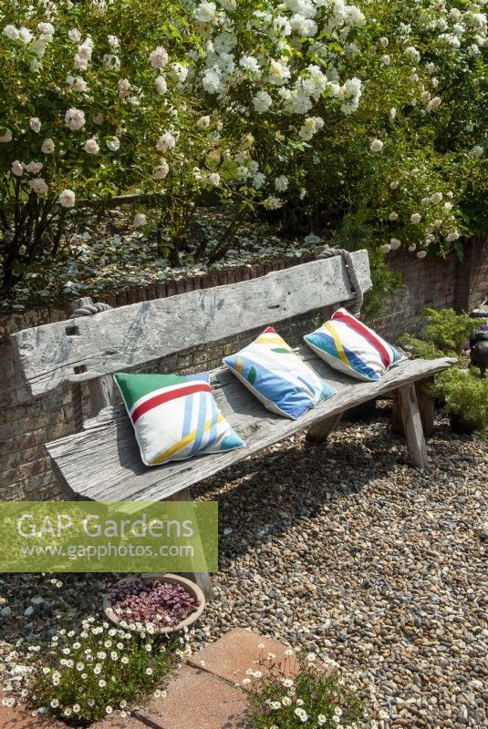 Rustic wooden bench with cushions beneath raised bed of Rosa 'Macmillan Nurse' - Garden Festival Day, Fressingfield, Suffolk