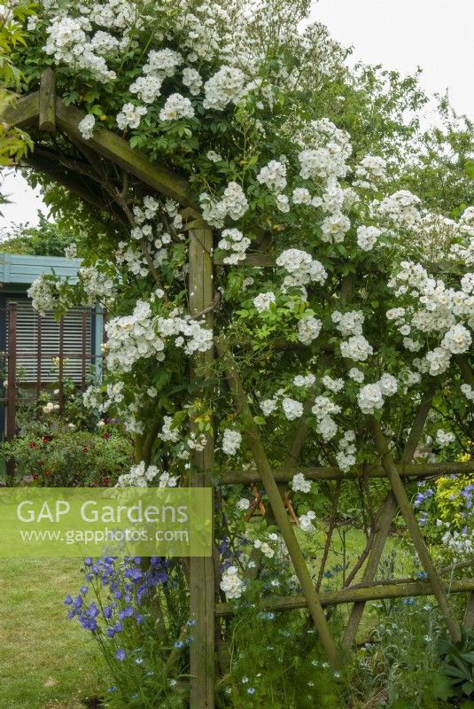 Rosa 'Rambling Rector' on arch and trellis fence with studio beyond - Garden Festival Day, Fressingfield, Suffolk