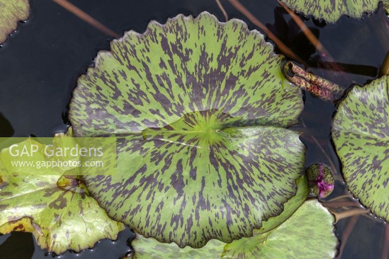 Nymphaea 'Pink Perfection' water lily