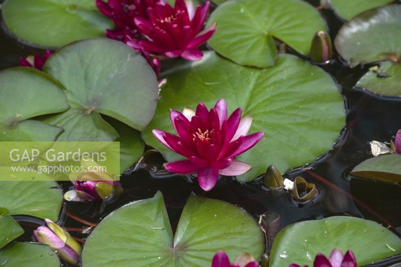 Nymphaea 'Red paradise' water lily