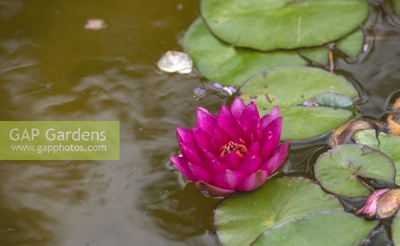 Nymphaea 'James Brydon' water lily