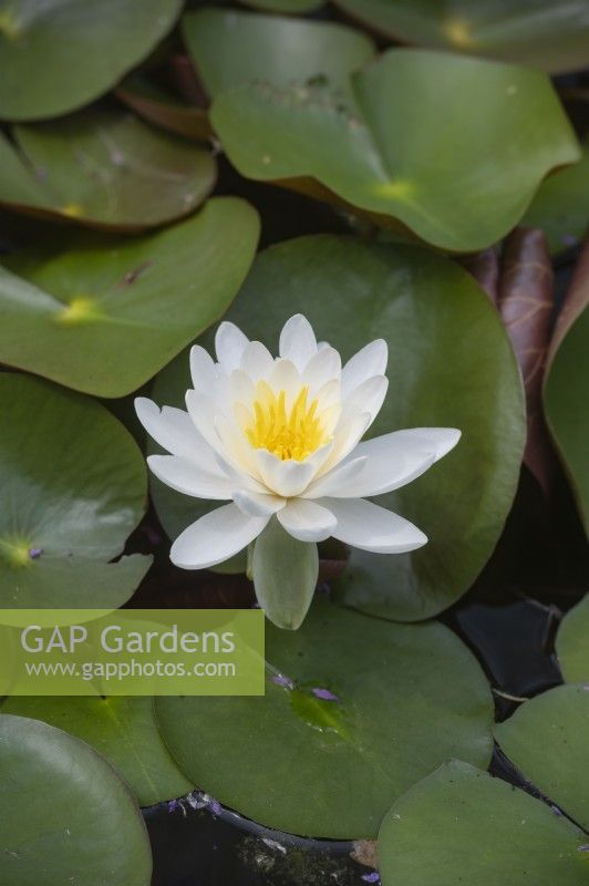 Nymphaea 'Jasmin' water lily