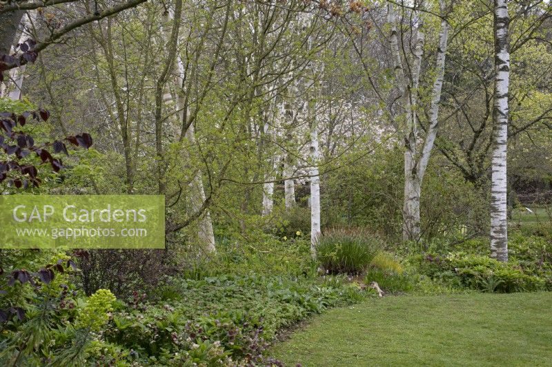 Woodland Walk at Barnsdale Gardens, April