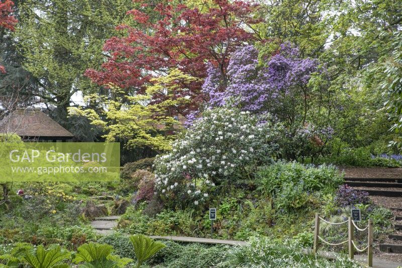 Rhododendrons and acers around the sunken garden at Winterbourne Botanic Garden, May