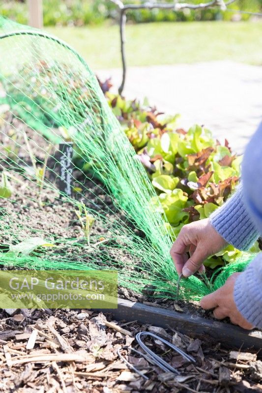 Woman pinning netting over Savoy cabbage 'Vertus' to protect it from any more pests