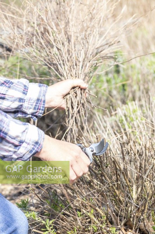 Woman cutting back dried Salvia growth