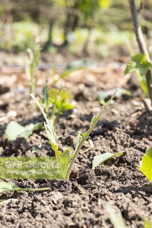 Savoy cabbage 'Vertus' eaten by pests
