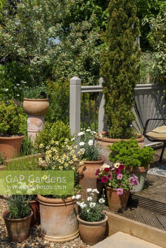 Assorted pots and tubs on veranda steps containing Japanese Yew, Carnations, Parsley, Petunias, Wallflowers and Lavender - Open Gardens Day, Shelfanger, Norfolk
