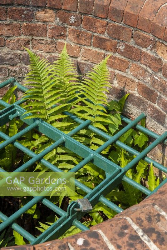 Fern growing through protective grille at top of old well - Garden Festival Day, Fressingfield, Suffolk