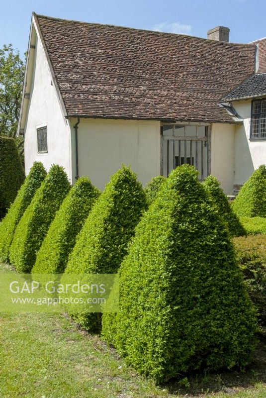 Buxus - Box shrubs trimmed into pyramid shape - Open Gardens Day, Wingfield, Suffolk