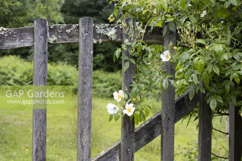 A rustic, wooden gate with field and trees beyond. A rose scrambles over the side of the gate. Summer. June. 
