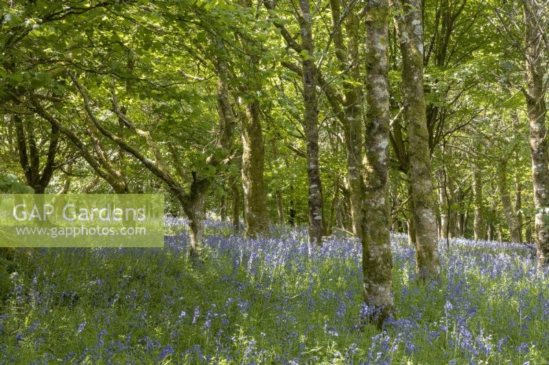 Bluebells, Hyacinthoides non-scripta, grow in a young broadleaved Dartmoor woodland garden. Spring. May. 