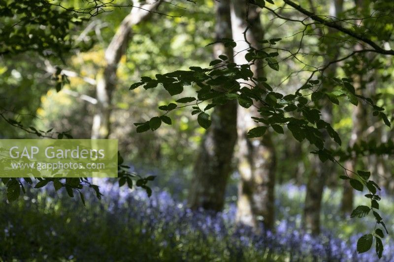 Beech leaves in foreground with bluebells, Hyacinthoides non-scripta, and woodland in background. Dartmoor garden. Selective focus. Spring. May.