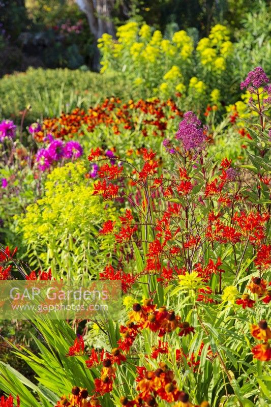 Hot colours in South Garden perennial border including crocosmia and helenium