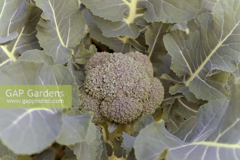 Brassica oleracea - Capitata - 'Stromboli' - brocolli flowering in spring from an autumn sowing