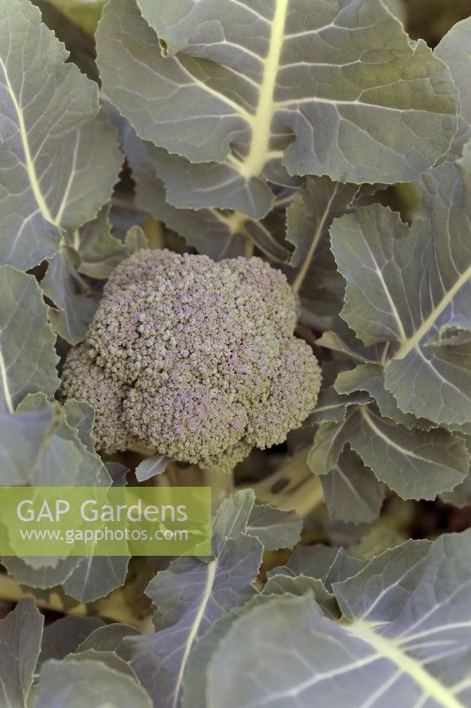Brassica oleracea - Capitata - 'Stromboli' - brocolli flowering in spring from an autumn sowing
