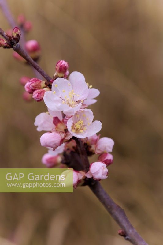 Prunus armeniaca 'Tross Orange' - Apricot flower