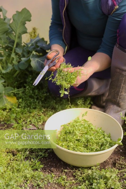 Stellaria media - gardener harvesting common chickweed to add to a mixed spring salad