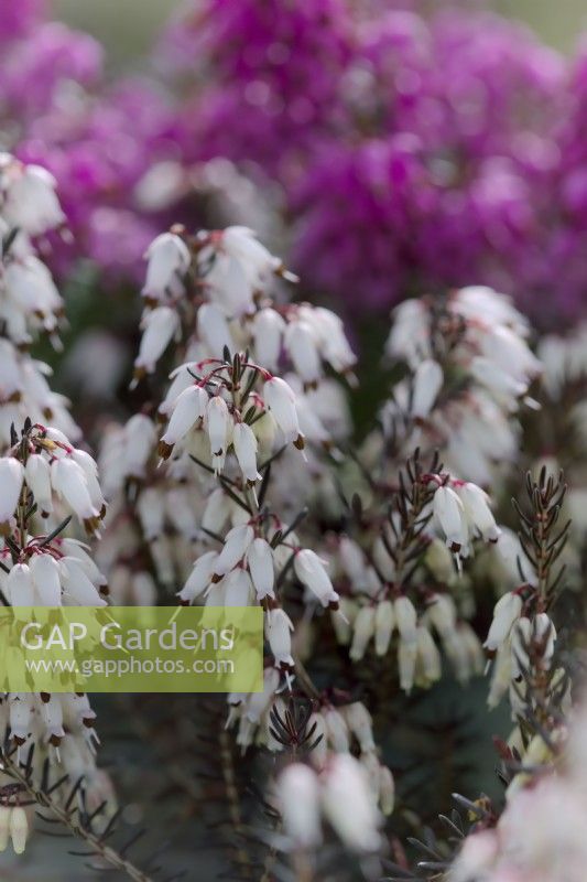 Late flowering winter heathers with Erica carnea 'Weisse March Seedling'