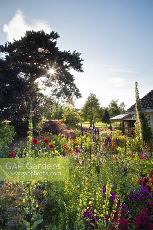 South House Garden featuring verbascums, aconitums, dahlias,echium