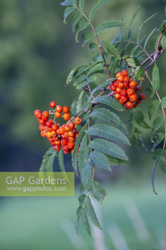 Sorbus berries