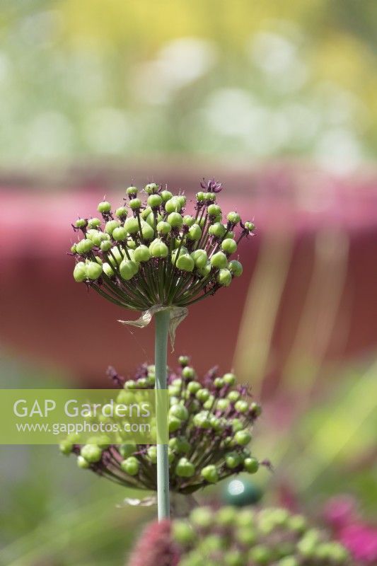 Allium closeup