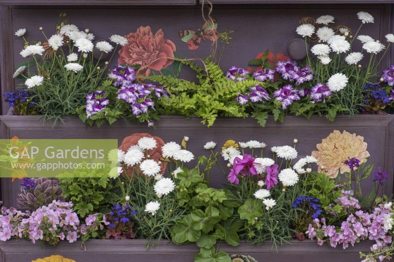 An old wooden chest of drawers is painted and planted with summer annuals.