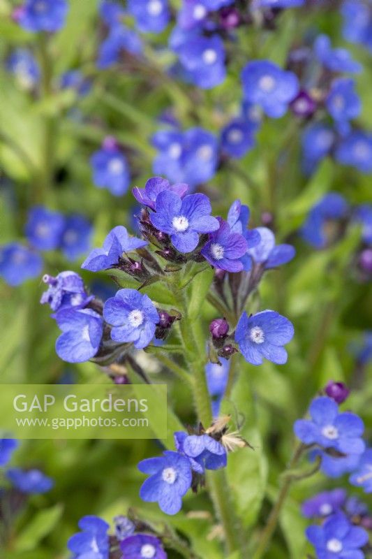 Anchusa azurea 'Loddon Royalist', bugloss, an herbaceous perennial with branching stems of intense blue flowers from May.
