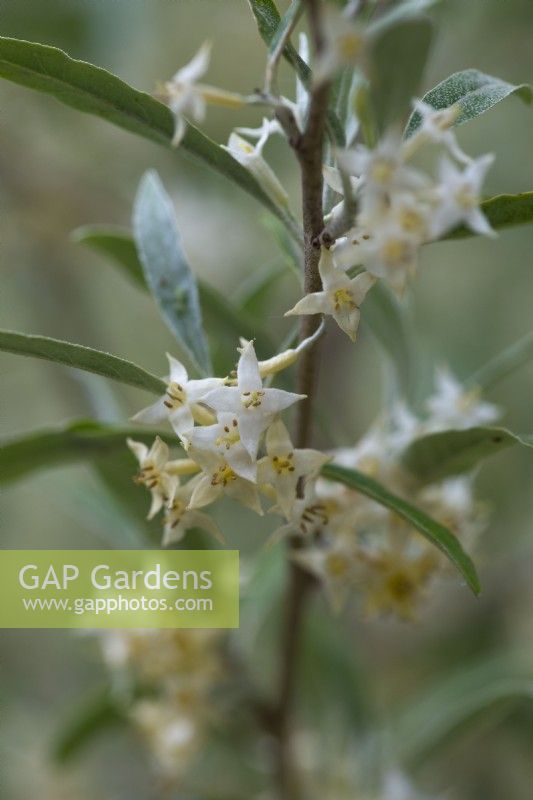 Elaeagnus 'Quicksilver', oleaster, a deciduous shrub with pointed silver leaves and tiny fragrant white flowers in June.