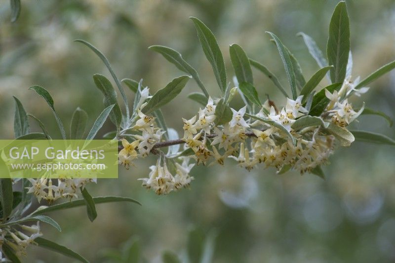 Elaeagnus 'Quicksilver', oleaster, a deciduous shrub with pointed silver leaves and tiny fragrant white flowers in June.