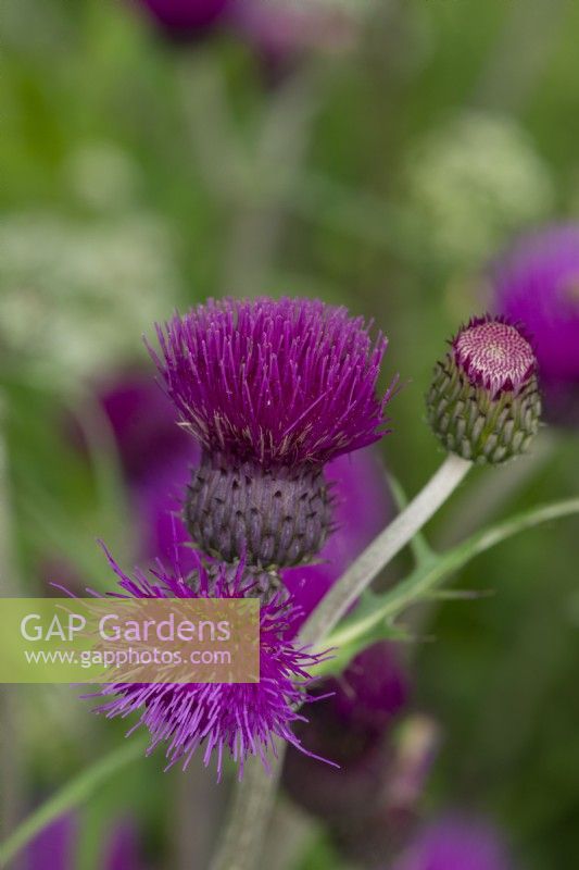 Cirsium rivulare 'Trevor's Blue Wonder', plume thistle, an herbaceous perennial with thistle like flowers from June.