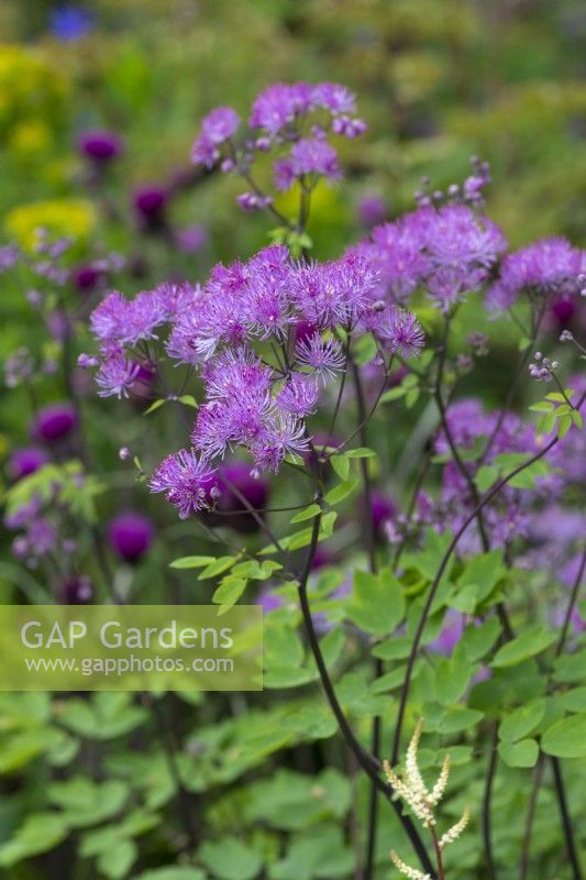 Thalictrum 'Black Stockings', meadow rue, a tall herbaceous perennial with near black stems and fluffy pink flowerheads from June.