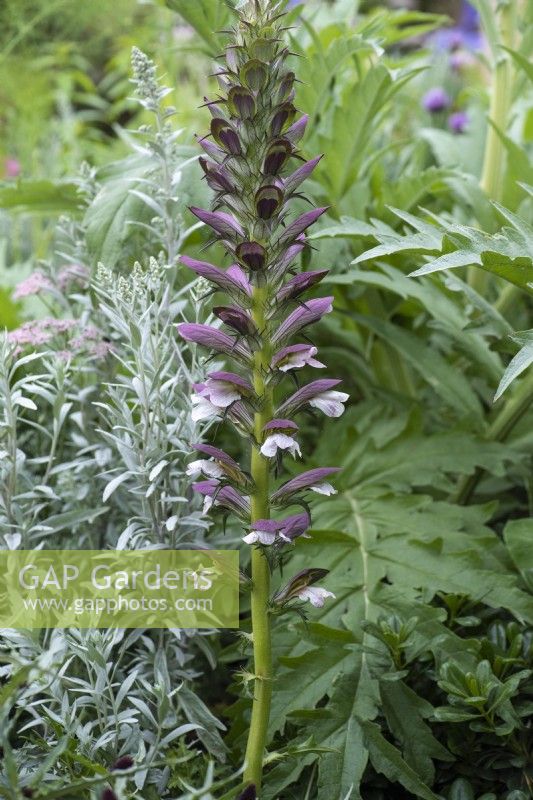 Acanthus spinosus, bear's breeches, an herbaceous perennial bearing spikes of hooded, maroon and white flowers from May.