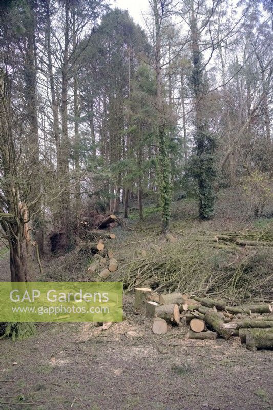 Winter storm damage of windbreak at Marwood Hill Gardens, Devon, UK