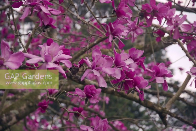 Magnolia sprengeri 'Marwood Spring'