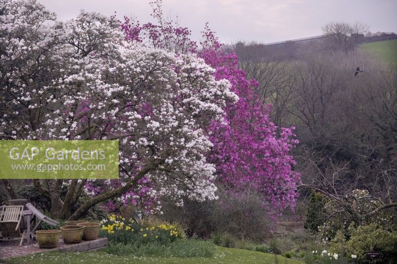 Magnolia x loebneri 'Merrill' with Magnolia sprengeri 'Marwood Spring' in Marwood Hill Garden, Devon