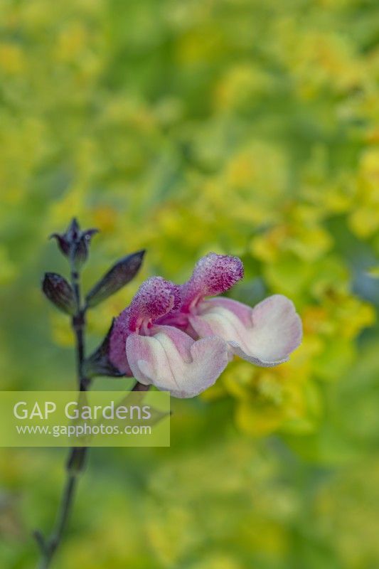 Salvia x greggii 'Strawberries and Cream' flowering in Summer - July