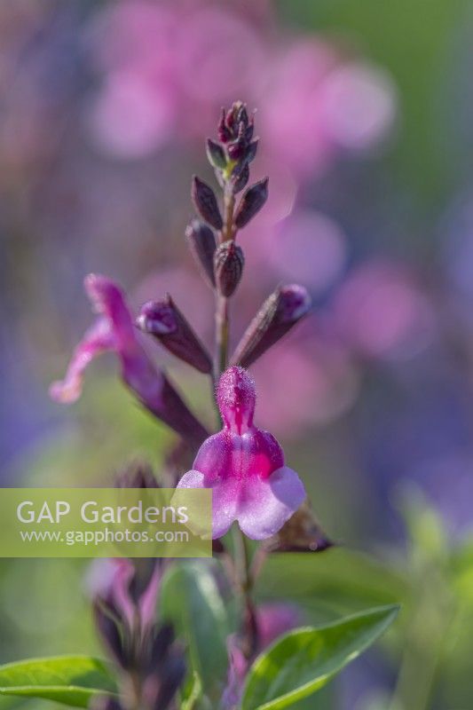Salvia x greggii 'Icing Sugar' flowering in Summer - July
