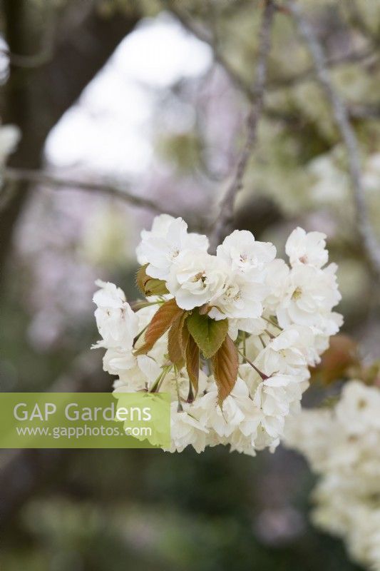 Prunus serrulata 'Asagi' -  Japanese Cherry Tree blossom