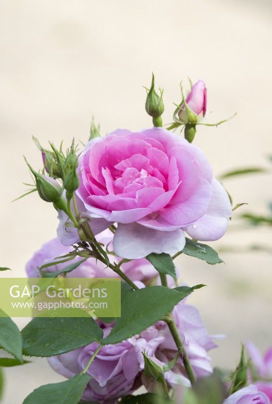 Rosa Cariad Auspanier - English Shrub Rose