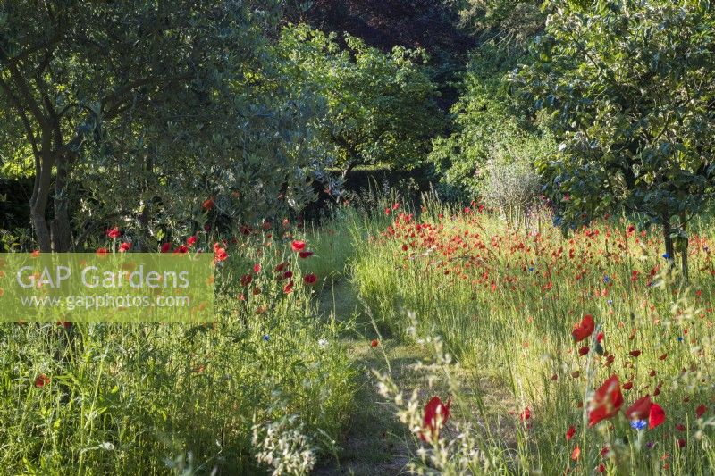 Meadow of Papaver rhoeas and Centaurea cyanus - poppies and cornflowers - with mown path 