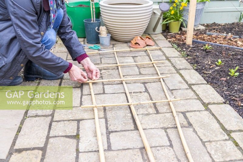Woman laying bamboo canes out in a grid and tying them together to create a trellis for the grapevine