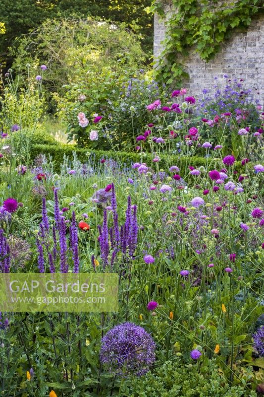 Terrace border with Allium christophii, Salvias and Scabious 