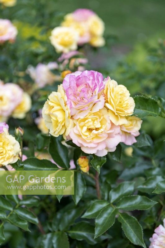 Rosa 'Lampion' rose 