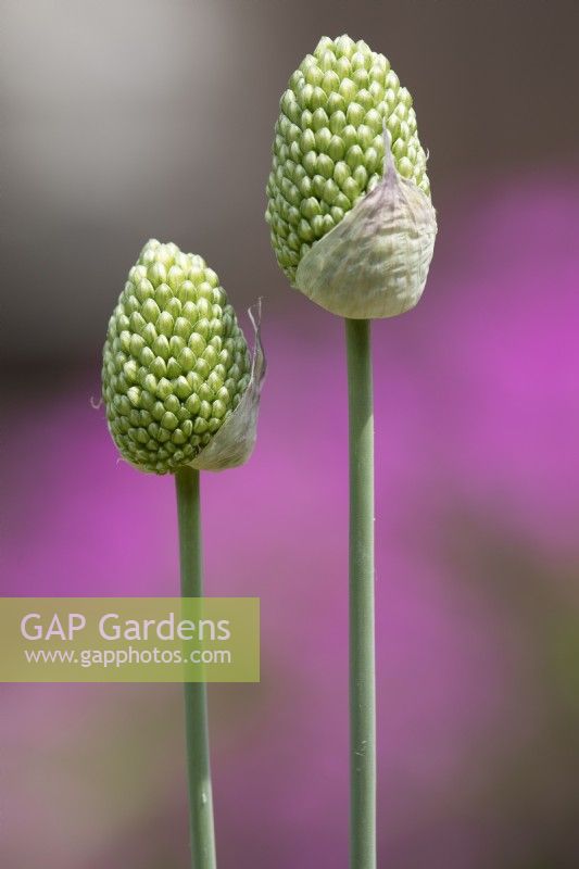 Allium sphaerocephalon - round headed garlic