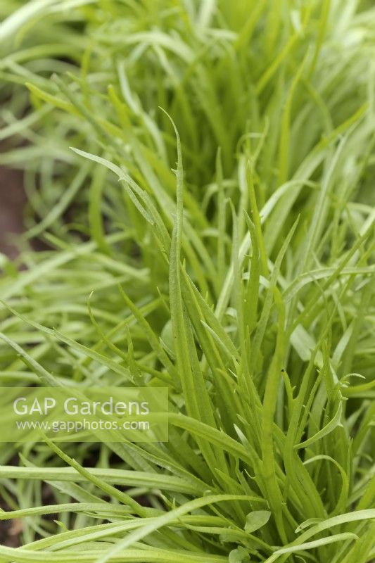 Salad green Erba stella,  Minutina or  Bucks horn plantain - Plantago coronopus - sown mid February and ready tp pick in April