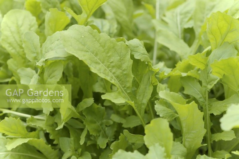 Cultivated Salad Rocket - Eruca sativa in April from a February sowing