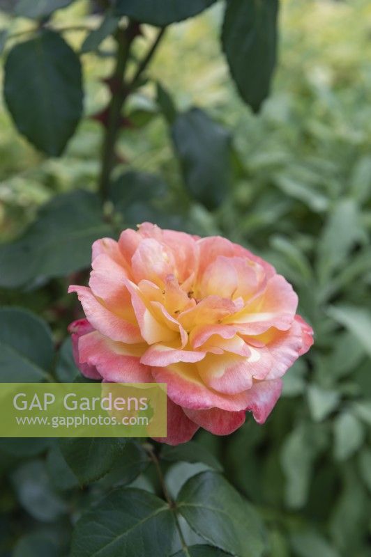 Rosa 'Philippe Noiret' rose 