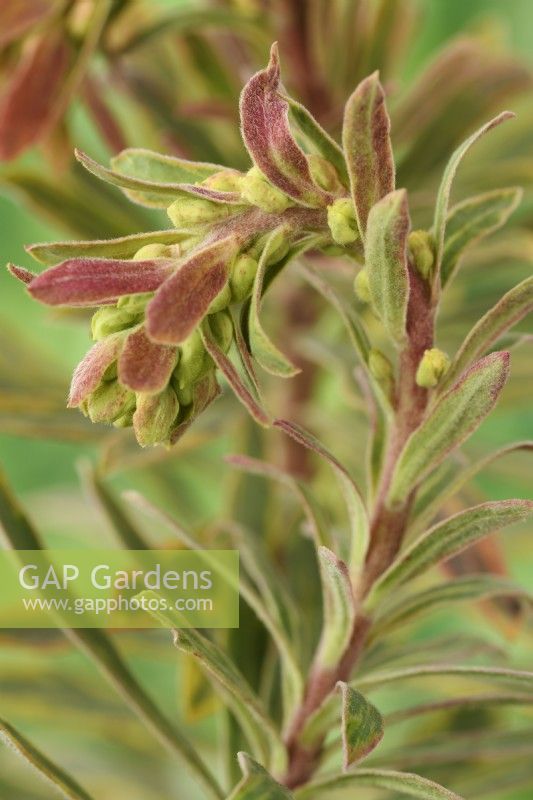 Euphorbia x martini  'Ascot Rainbow'  Martin's spurge  Leaves and buds on flower stalk  March