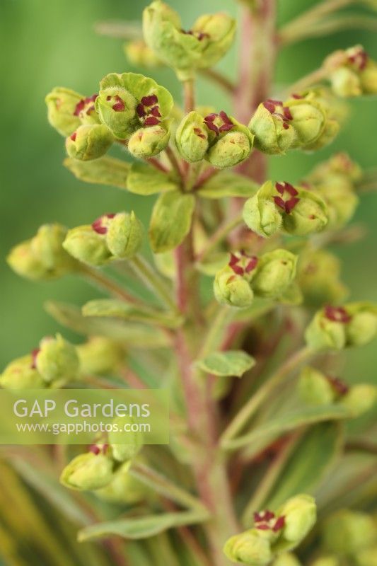 Euphorbia x martini  'Ascot Rainbow'  Martin's spurge  Flowers and buds on flower stalk  March